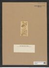 Amphitetras quadricornis (Grev.) De-Toni (de-Toni-Nr.: Genus 137, Species 3610) Zeichnungen Sammlung Grunow Nr. 7109 (NHMW-BOT-W0376065)